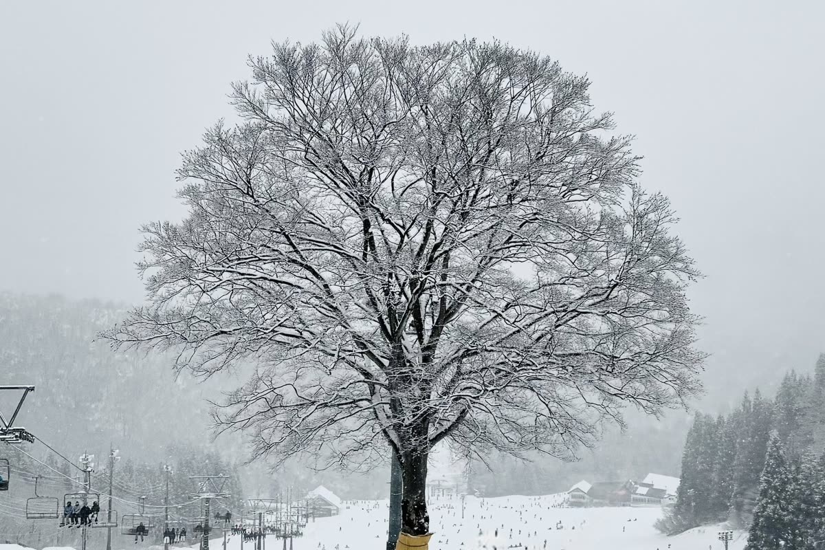 大雪紛飛中，一棵光禿的大樹立於神立的雪地中央，背景是纜車線